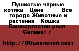 Пушистые чёрные котики › Цена ­ 100 - Все города Животные и растения » Кошки   . Башкортостан респ.,Салават г.